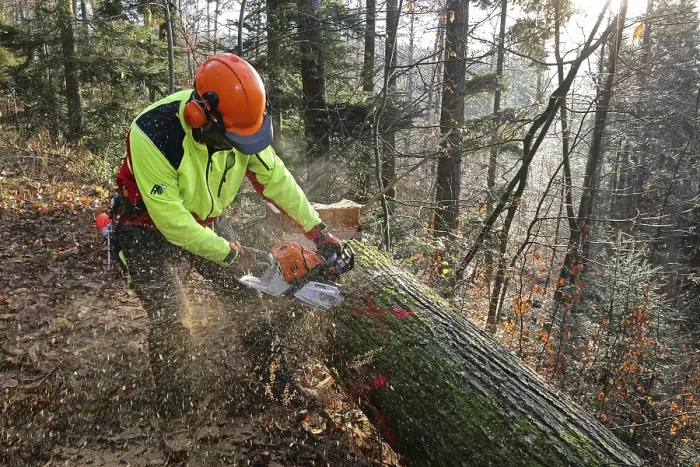Impresión enmarcada : Cortar un árbol. Impresión enmarcada : Cortar un árbol.