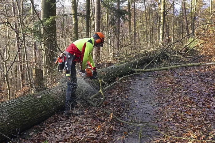 Impresión enmarcada : Caída de un árbol. Impresión enmarcada : Caída de un árbol.