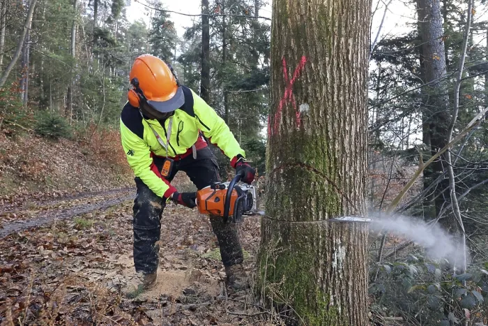 Impresión enmarcada : Cortar un árbol. Impresión enmarcada : Cortar un árbol.