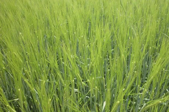 Impresión enmarcada : Field
