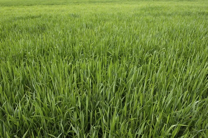 Impresión enmarcada : Field