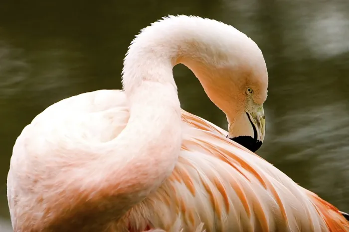 Impresión enmarcada : Flamingo Impresión enmarcada : Flamingo