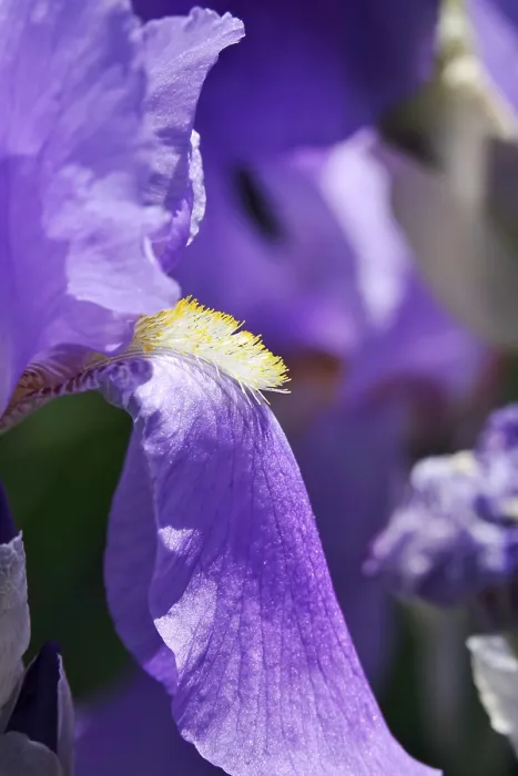 Impresión enmarcada : La flor de un iris barbado (Iris barbata).