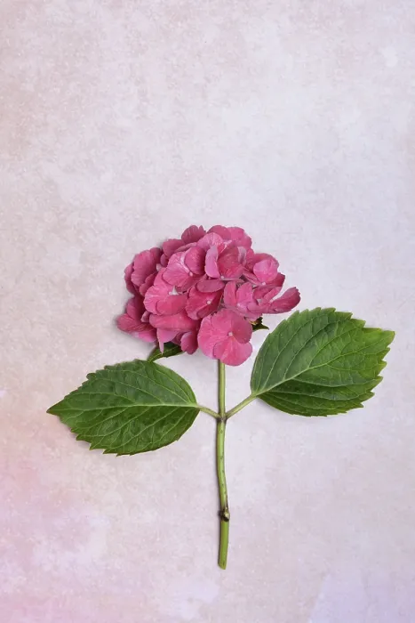 Impresión enmarcada : La Flor de Hydrangea Macrofilla (Hydrangea macrophylla). Impresión enmarcada : La Flor de Hydrangea Macrofilla (Hydrangea macrophylla).