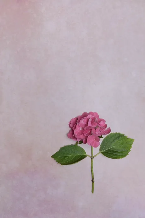Impresión enmarcada : La flor de un Hydrangea macrophylla. Impresión enmarcada : La flor de un Hydrangea macrophylla.