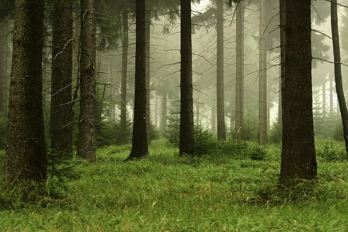 Impresión enmarcada : Forest Impresión enmarcada : Forest