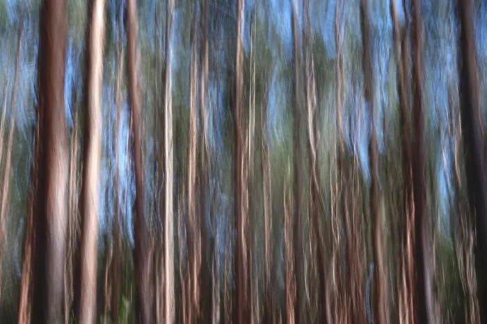 Impresión enmarcada : Bosque, impresión, alienación. Impresión enmarcada : Bosque, impresión, alienación.