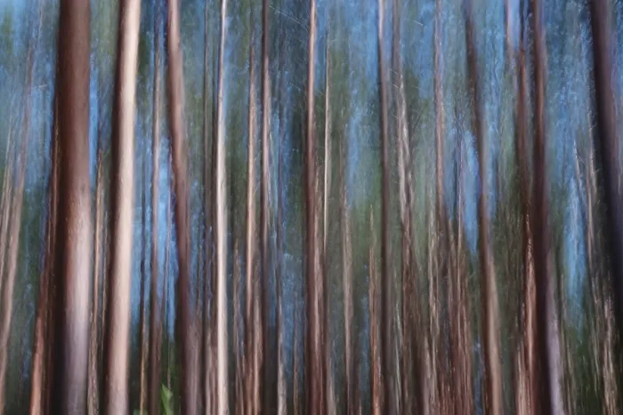 Impresión enmarcada : Bosque, impresión, alienación. Impresión enmarcada : Bosque, impresión, alienación.