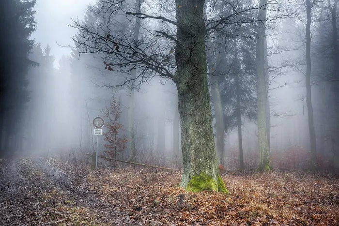 Impresión enmarcada : Bosque en la niebla.