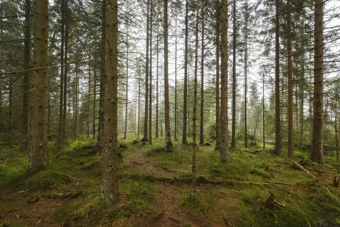 Impresión enmarcada : Bosque en el Oderteich, Nebel.