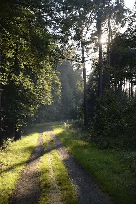Impresión enmarcada : Sendero de bosque, sol, bosque, sendero.