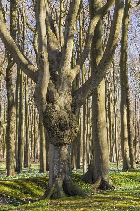 Impresión enmarcada : Un bosque en primavera. Impresión enmarcada : Un bosque en primavera.