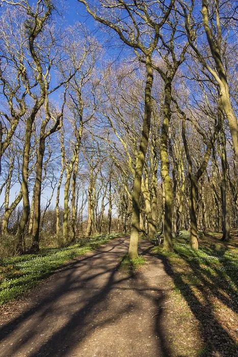 Impresión enmarcada : Un bosque en primavera. Impresión enmarcada : Un bosque en primavera.