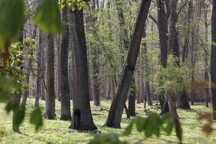 Impresión enmarcada : Bosque en primavera.