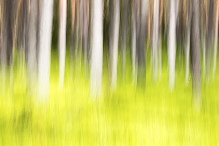Impresión enmarcada : Bosque en primavera, modificado.