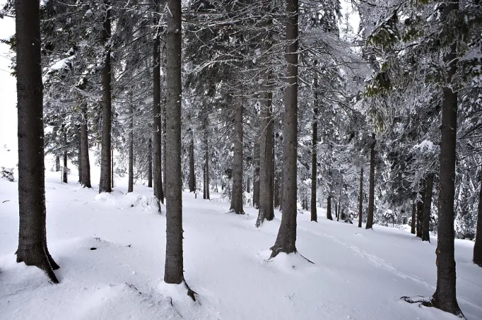 Impresión enmarcada : Bosque en invierno.