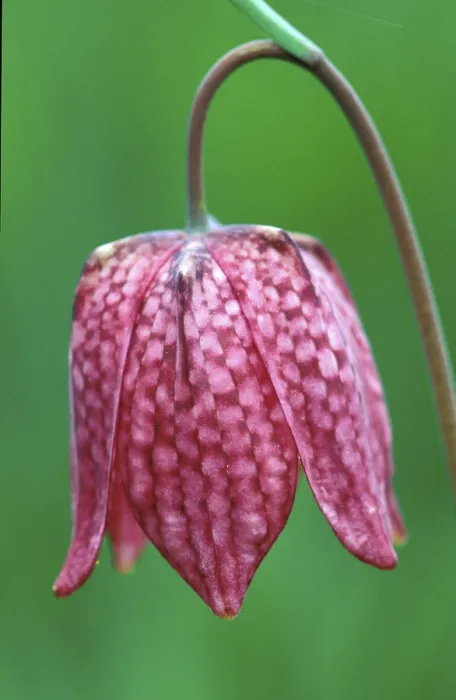 Impresión enmarcada : Fritillary Impresión enmarcada : Fritillary