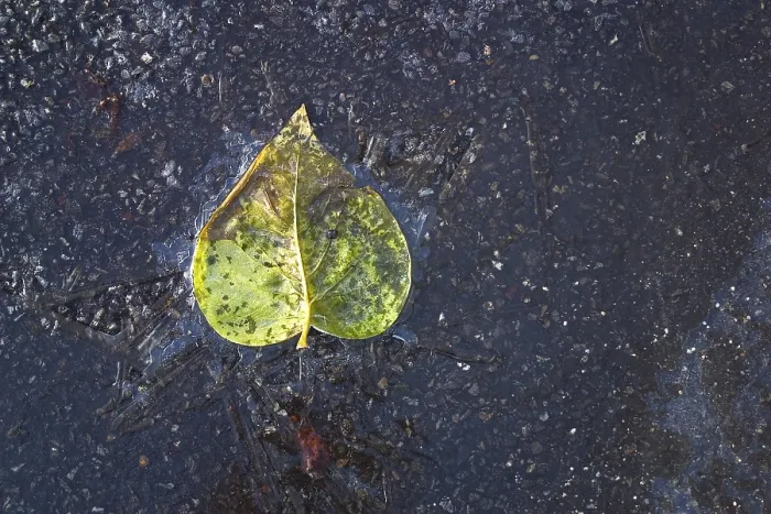 Impresión enmarcada : Hoja congelada. Impresión enmarcada : Hoja congelada.