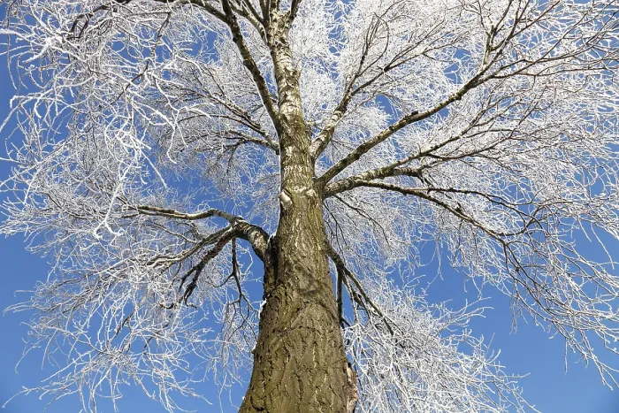 Impresión enmarcada : Arbol congelado. Impresión enmarcada : Arbol congelado.
