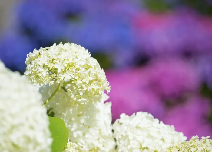 Impresión enmarcada : Hydrangea macrophylla en un jardín, flores blancas, con flores de colores rosa, violeta, púrpura y azul en el fondo.