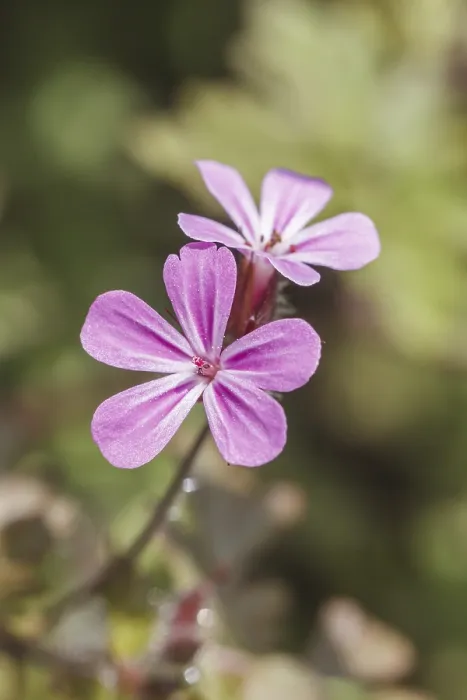 Impresión enmarcada : Geranium robertianum, Ruprechtskraut