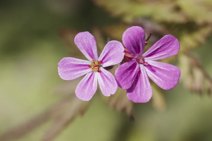 Impresión enmarcada : Geranium robertianum, Ruprechtskraut