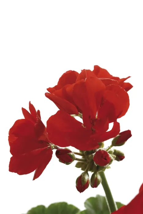 Impresión enmarcada : Geranios rojos. Impresión enmarcada : Geranios rojos.