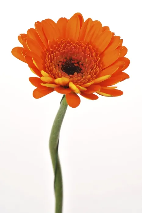 Impresión enmarcada : Gerbera mini Impresión enmarcada : Gerbera mini