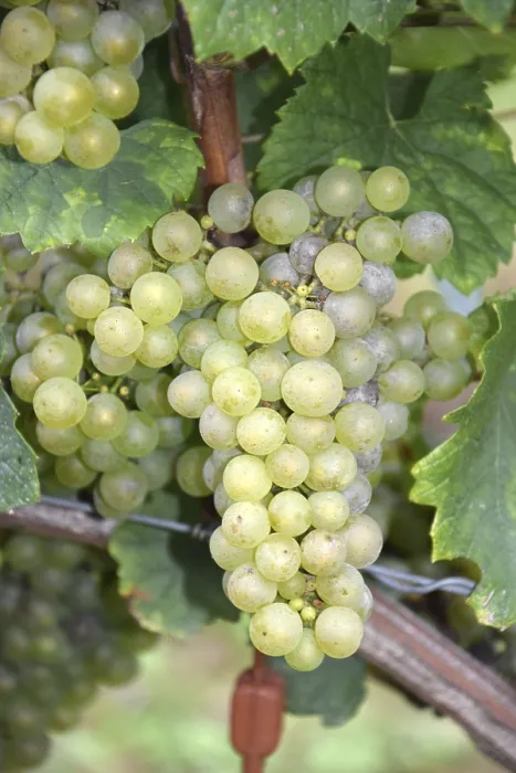 Impresión enmarcada : Grapes
