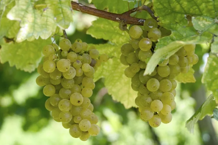 Impresión enmarcada : Grapevine
