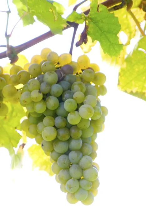 Impresión enmarcada : Grapevine Impresión enmarcada : Grapevine