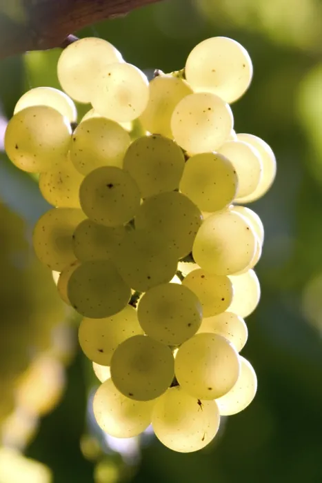 Impresión enmarcada : Grapevine Impresión enmarcada : Grapevine