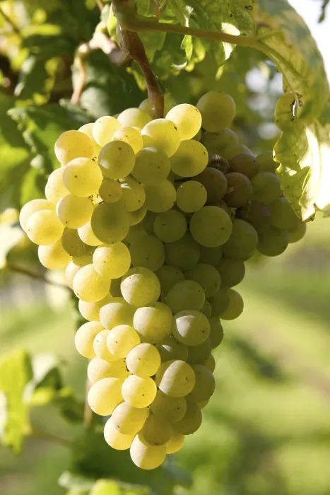 Impresión enmarcada : Grapevine Impresión enmarcada : Grapevine