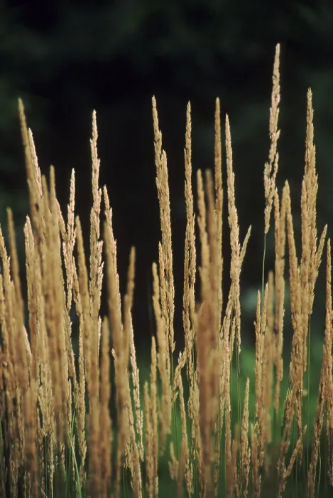 Impresión enmarcada : Grass