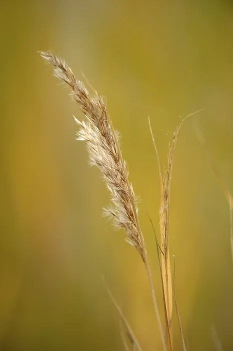 Impresión enmarcada : Grass