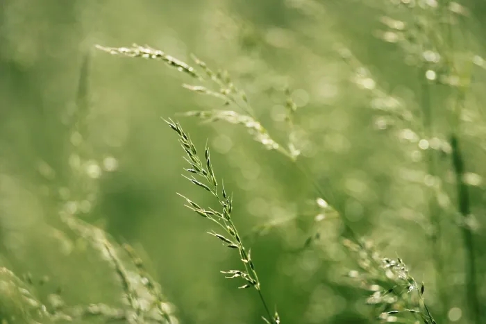 Impresión enmarcada : Grass Impresión enmarcada : Grass