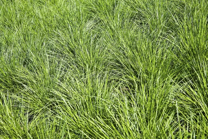 Impresión enmarcada : Grass