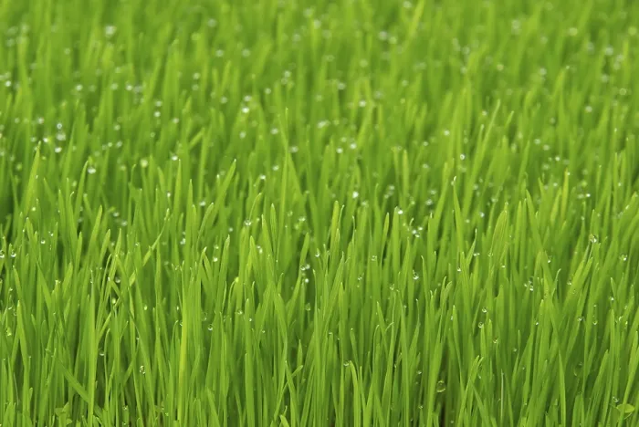 Impresión enmarcada : Grass