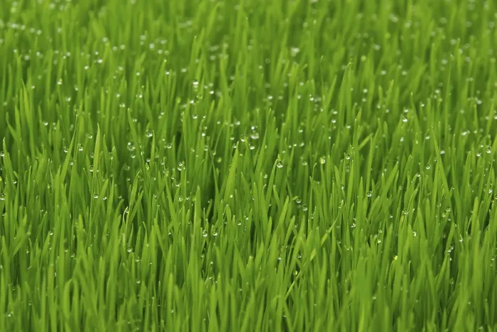 Impresión enmarcada : Grass Impresión enmarcada : Grass