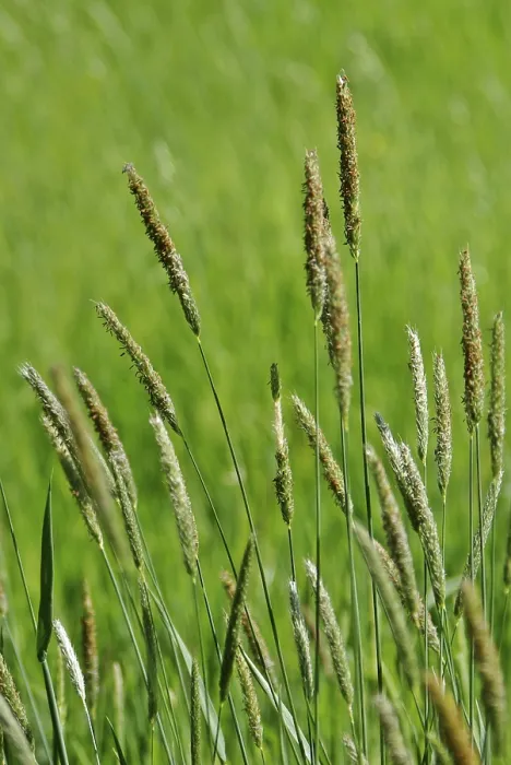 Impresión enmarcada : Grasses Impresión enmarcada : Grasses