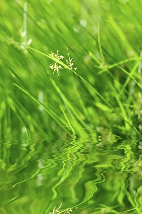 Impresión enmarcada : Hierba verde con reflexión. Impresión enmarcada : Hierba verde con reflexión.
