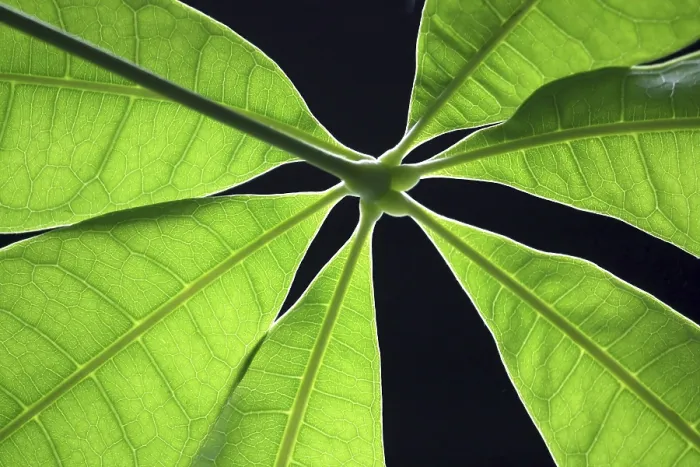 Impresión enmarcada : Hoja verde