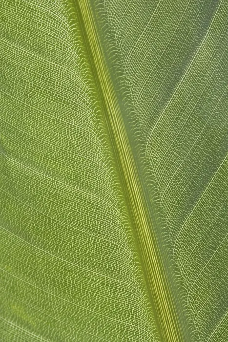 Impresión enmarcada : Hoja verde Impresión enmarcada : Hoja verde