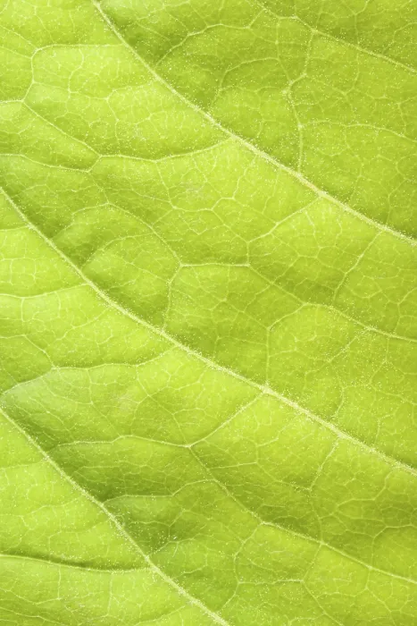 Impresión enmarcada : Hoja verde en close up.
