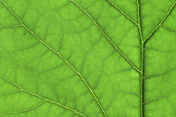 Impresión enmarcada : Hoja de macro verde. Impresión enmarcada : Hoja de macro verde.