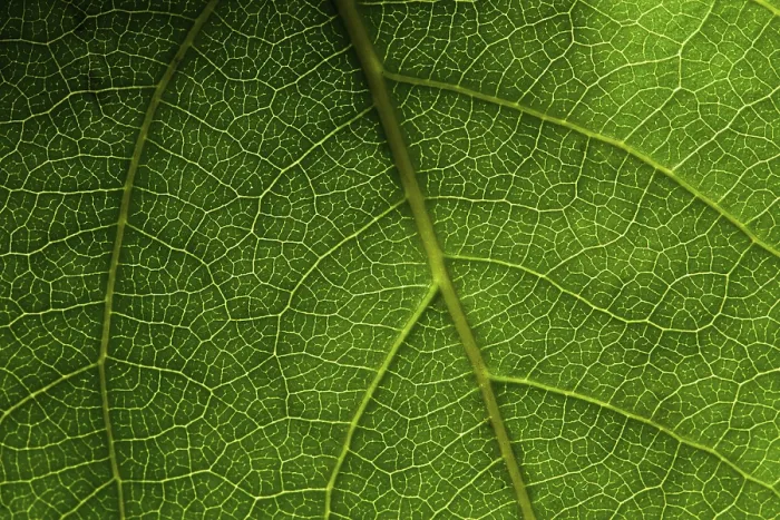 Impresión enmarcada : Hoja de macro verde. Impresión enmarcada : Hoja de macro verde.