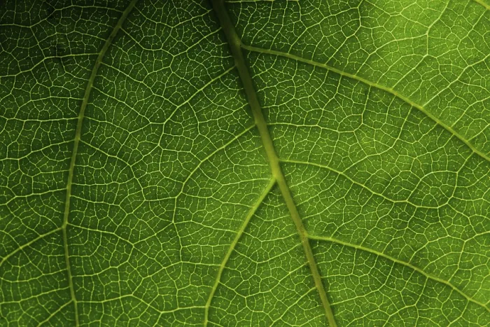 Impresión enmarcada : Hoja de macro verde Impresión enmarcada : Hoja de macro verde