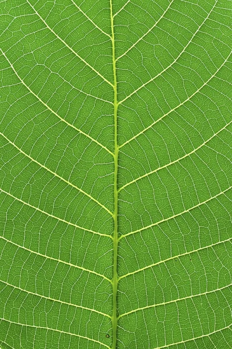 Impresión enmarcada : Hoja verde macro.