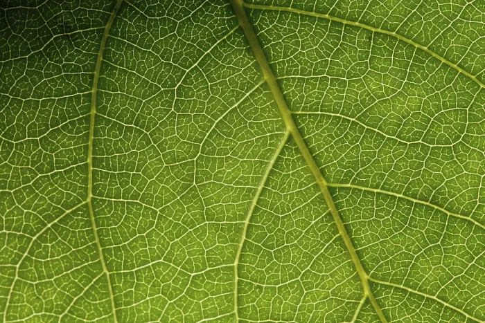 Impresión enmarcada : Hoja de macro verde. Impresión enmarcada : Hoja de macro verde.