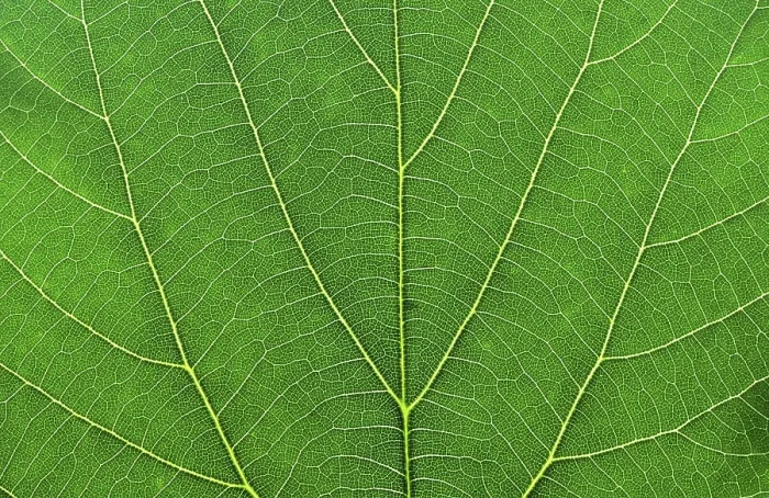 Impresión enmarcada : Hoja de macro verde. Impresión enmarcada : Hoja de macro verde.